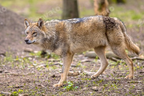 Preview: Wolf walking in forest habitat