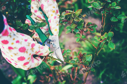 Preview: Gardener pruning roses in the garden. Selective focus.