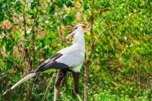 Vorschau: Detailliertes Porträt von Secretary Bird mit seinen einzigartigen Merkmalen