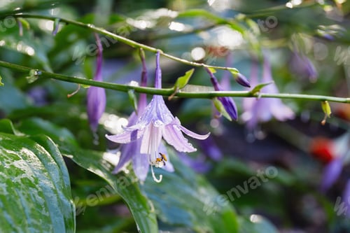 Preview: Closeup Of Purple Hosta Bloom With Morning Dew