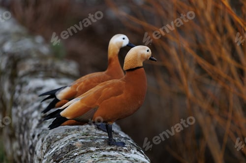 Preview: Two colorful ducks in nature