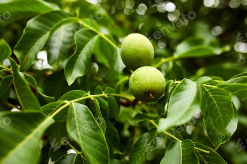 Preview: Walnuts ready to harvest from tree, Green leaves background