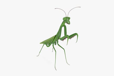 Preview: Detailed Green Praying Mantis Insect
