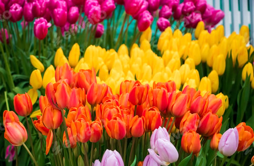 Preview: Field with blooming tulips. Flower Festival. Spring symbol.