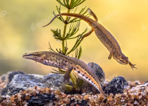 Preview: Pair of Palmate newt swimming in natural aquatic habitat