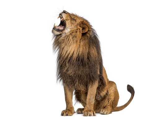 Preview: Majestic male lion sitting and roaring showing its teeth and mane