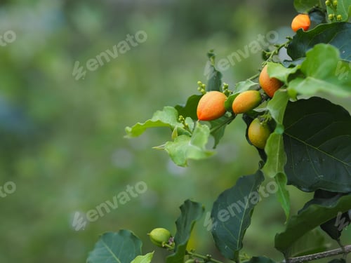Preview: Orange color ripe Peanut Butter Fruit tree blooming in garden on nature background, food