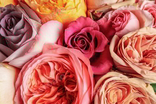 Preview: Beautiful fresh roses as background, closeup view. Floral decor