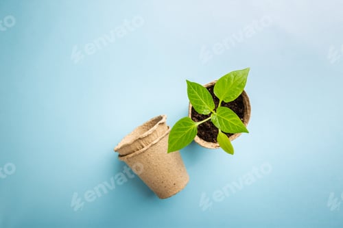 Preview: Seedlings with garden tools