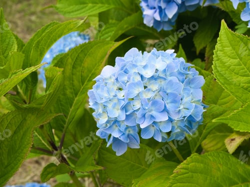 Preview: Hydrangea flower