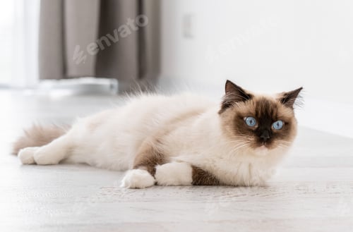 Preview: Ragdoll cat portrait