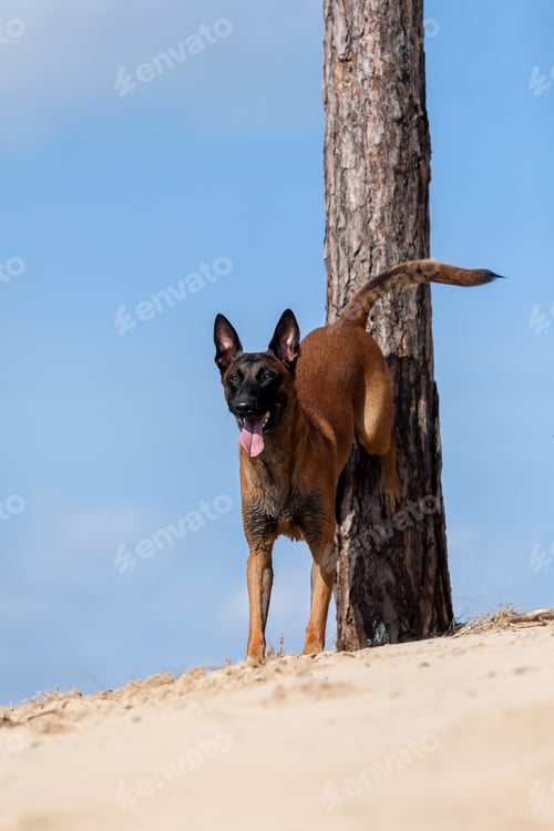 Preview: Beautiful Belgian Shepherd dog breed in the sand
