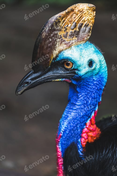 Preview: The northern cassowary (Casuarius unappendiculatus) also known as the one-wattled cassowary