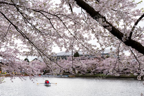 Preview: Beautiful cherry blossom flower in Japan