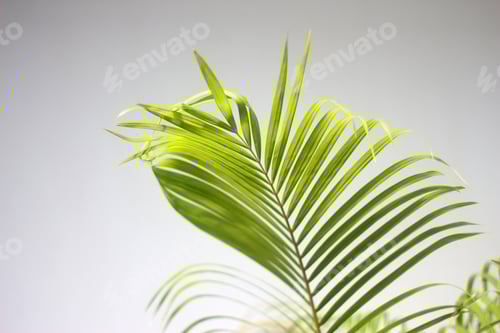 Preview: palm green leaf and shadows on a concrete wall white background