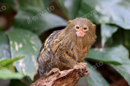 Preview: Pygmy marmoset (Cebuella) on tree branch