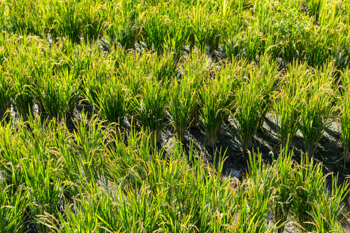 Preview: Paddy Rice meadow