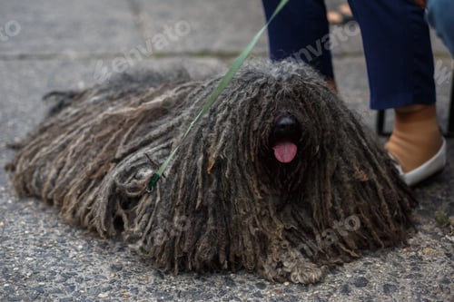 Preview: Hungarian Shepherd Dog. Dog with dreadlocks. Puli (Hungarian Puli, Hungarian Water Dog) walking