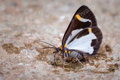 Preview: Small butterfly perched on the dream feeding