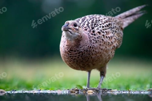 Preview: Common pheasant (Phasianus colchius) in green field
