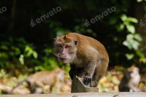 Preview: The monkey explores the forest habitat, demonstrating natural behavior and surroundings