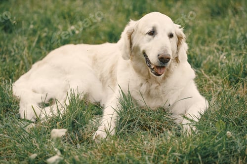 Preview: Portrait of a golden retriever dog sitting at a large grass field