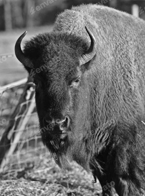 Preview: Grayscale of a steppe bison
