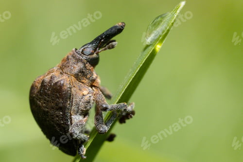 Preview: Small insects macro details texture kenya east africa