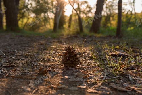 Preview: Close-up of a pine cone on the ground at sunset