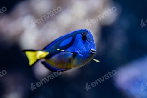 Preview: Amazing blue Tang fish or palette surgeonfish swimming underwater on coral reefs background.