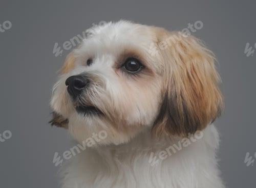 Preview: Purebred miniature doggy with white fur against gray background