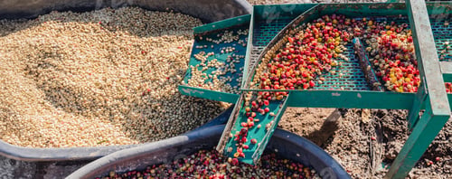 Preview: Coffee cherry pulping machine farmer.
