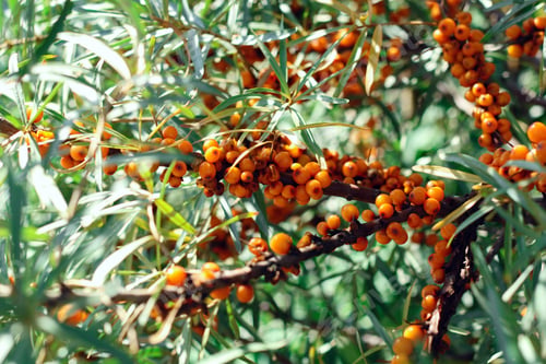 Preview: seabuckthorn
