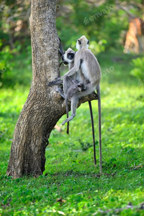 Preview: Monkey in the living nature