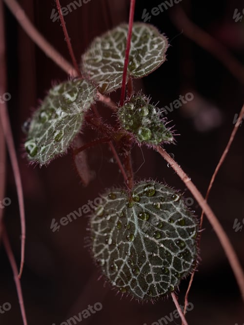 Preview: A beautiful leaf of a green houseplant with dew drops on the leaves