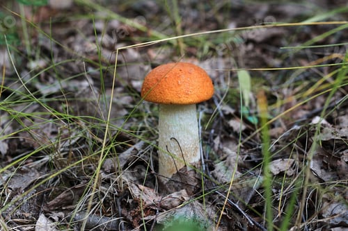 Preview: Orange cap boletus. Crop of forest edible mushrooms.