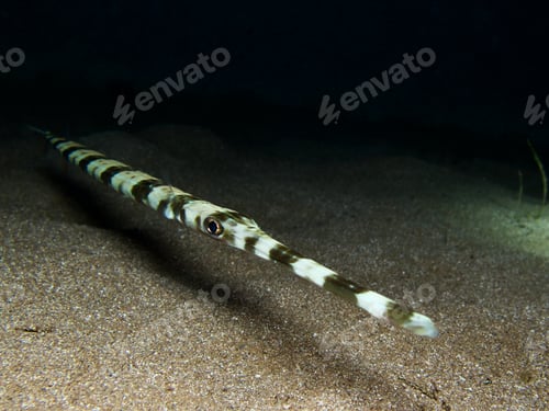 Preview: Cornet fish from Cyprus at night