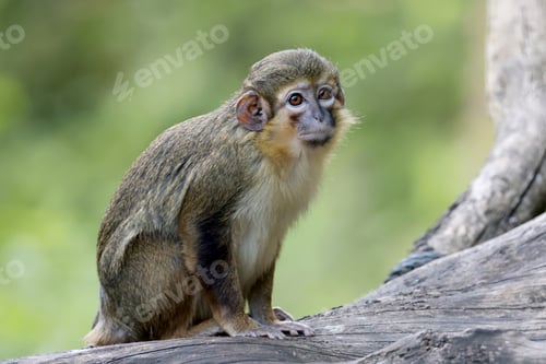 Preview: Gabon talapoin (Miopithecus ogouensis) in the nature close up