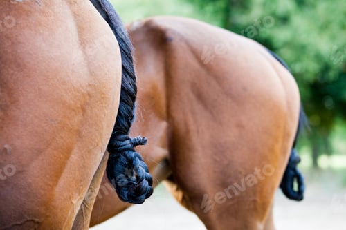 Preview: Horses with braided tails standing outdoors