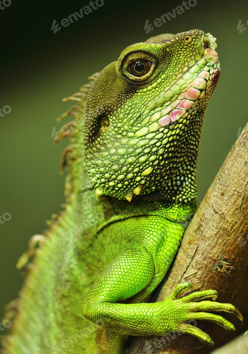 Preview: green iguana