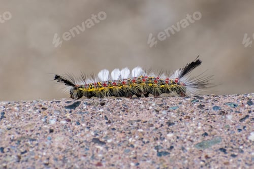 Preview: Western tussock moth caterpillar close up