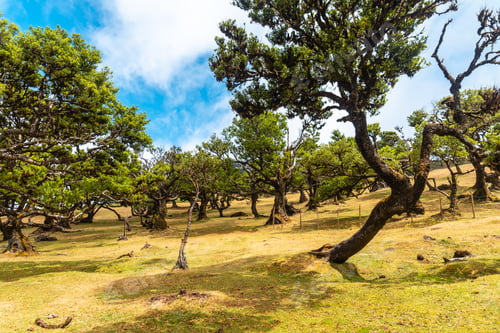 Preview: Fanal forest in Madeira, a baby laurel tree in summer and its beautiful natural environment