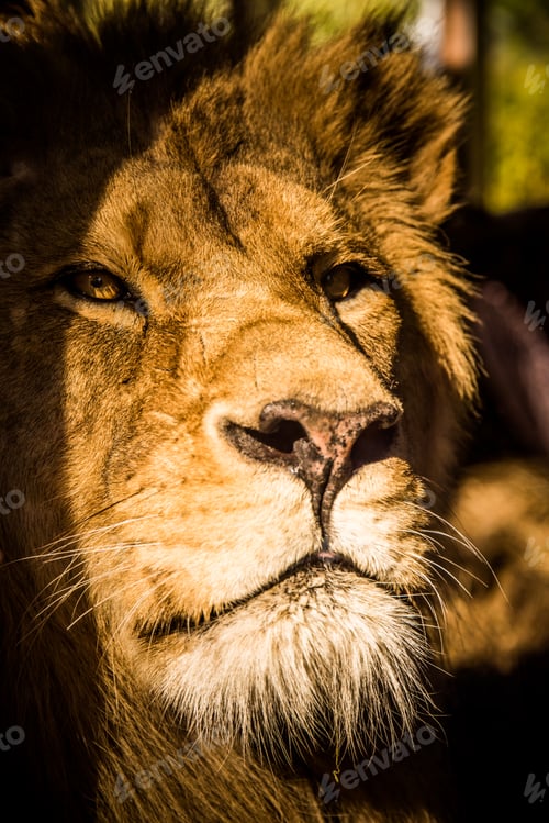 Preview: Lion portrait closeup