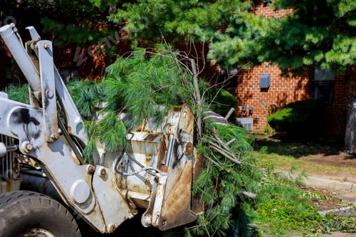 Preview: Pile tree branches in the city street removal of branch removal in tractor bucket.