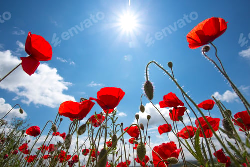 Vista previa: el campo de amapolas