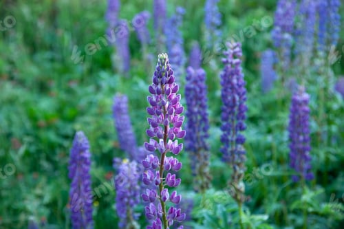 Preview: Selective focus image of large-leaved lupines along the Gunflint Trail in northern Minnesota