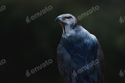 Preview: Black-chested Buzzard-eagle (Geranoaetus melanoleucus) - Bird of Prey