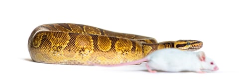 Preview: Ball python playing with a white mouse, Python regius, isolated