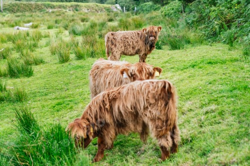 Preview: Highland Cattle Grazing in Lush Scottish Meadow - Serene Beauty of Young Herd on Green Pastures