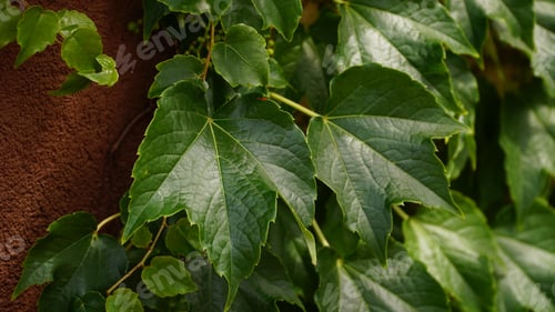 Preview: Parthenocissus tricuspidata. Decorative liana on the facade of the building.
